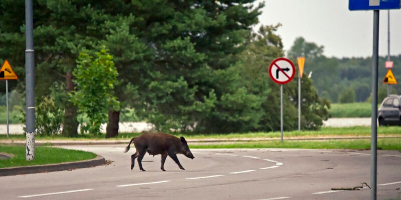 dzik droga zwierzę